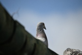 Enlarge photo 410