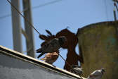 Enlarge photo 418