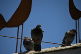 Enlarge photo 425