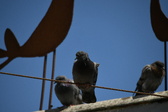Enlarge photo 426