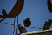 Enlarge photo 427