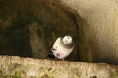 Enlarge photo 439