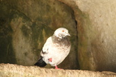 Enlarge photo 440