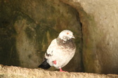 Enlarge photo 441