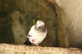 Enlarge photo 442