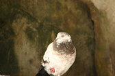 Enlarge photo 443