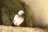 Enlarge photo 444