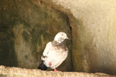 Enlarge photo 445
