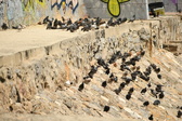 Enlarge photo 77