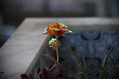 Enlarge photo 170