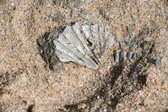 Enlarge photo 35