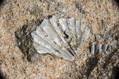 Enlarge photo 37