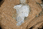 Enlarge photo 43