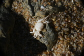 Enlarge photo 155