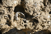 Enlarge photo 160