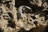 Enlarge photo 161