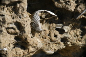Enlarge photo 162