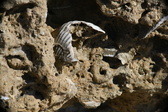 Enlarge photo 163