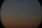 Enlarge photo 259