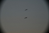 Enlarge photo 260