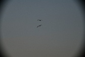 Enlarge photo 262