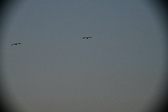 Enlarge photo 263