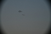 Enlarge photo 264