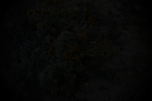 Enlarge photo 345