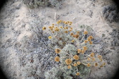 Enlarge photo 347