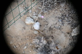 Enlarge photo 352