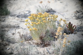 Enlarge photo 369