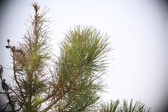 Enlarge photo 375