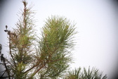 Enlarge photo 377