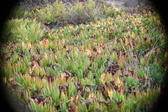 Enlarge photo 390