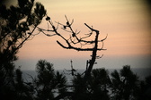 Enlarge photo 395