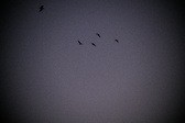 Enlarge photo 424