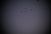 Enlarge photo 425