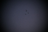 Enlarge photo 427