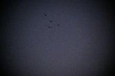 Enlarge photo 428