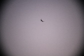 Enlarge photo 445