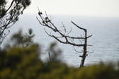 Enlarge photo 681