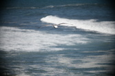 Enlarge photo 780