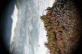 Enlarge photo 901
