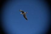 Enlarge photo 925