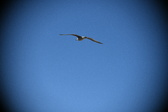 Enlarge photo 926