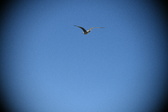 Enlarge photo 927