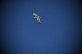 Enlarge photo 928