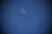 Enlarge photo 929