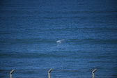 Enlarge photo 1375