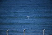 Enlarge photo 1376